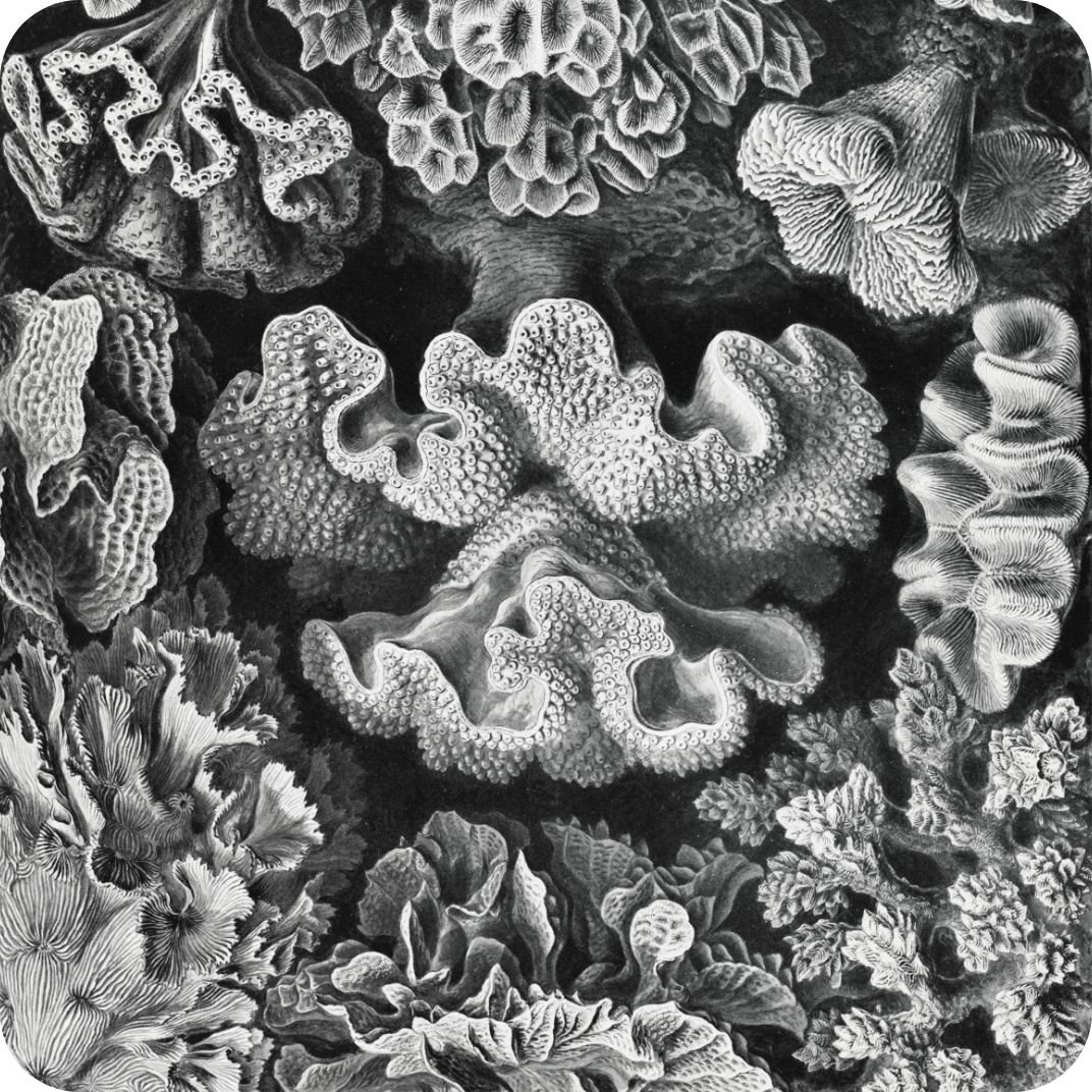 Coral Image