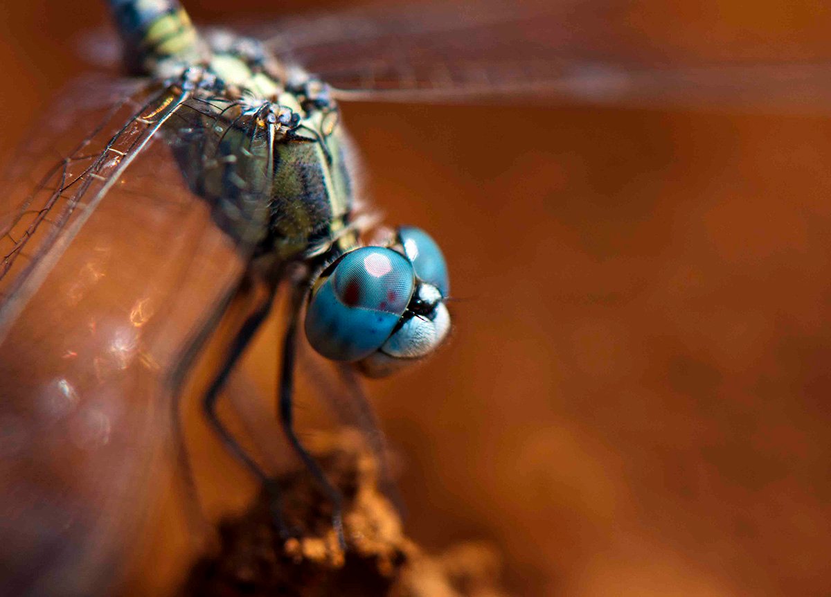 Adhith Swaminathan_Unknown_2010 Dragonfly